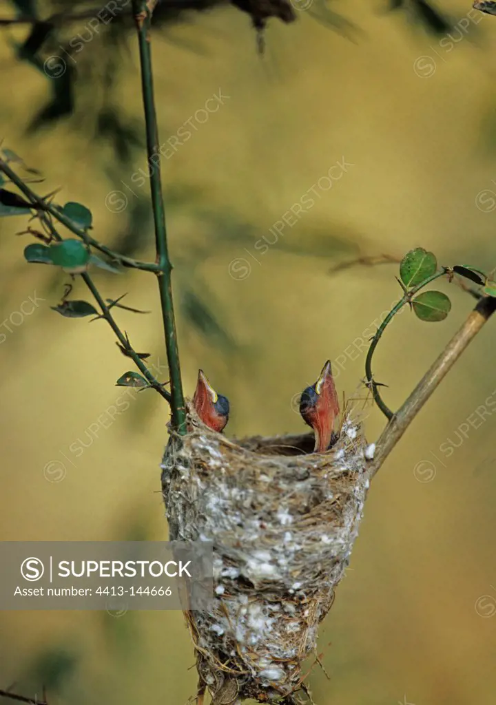 Madagascar Paradise-flycatcher nestlings waiting in nest