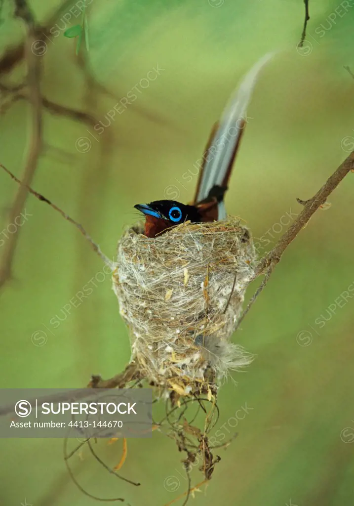 Madagascar Paradise-flycatcher male sitting on its eggs