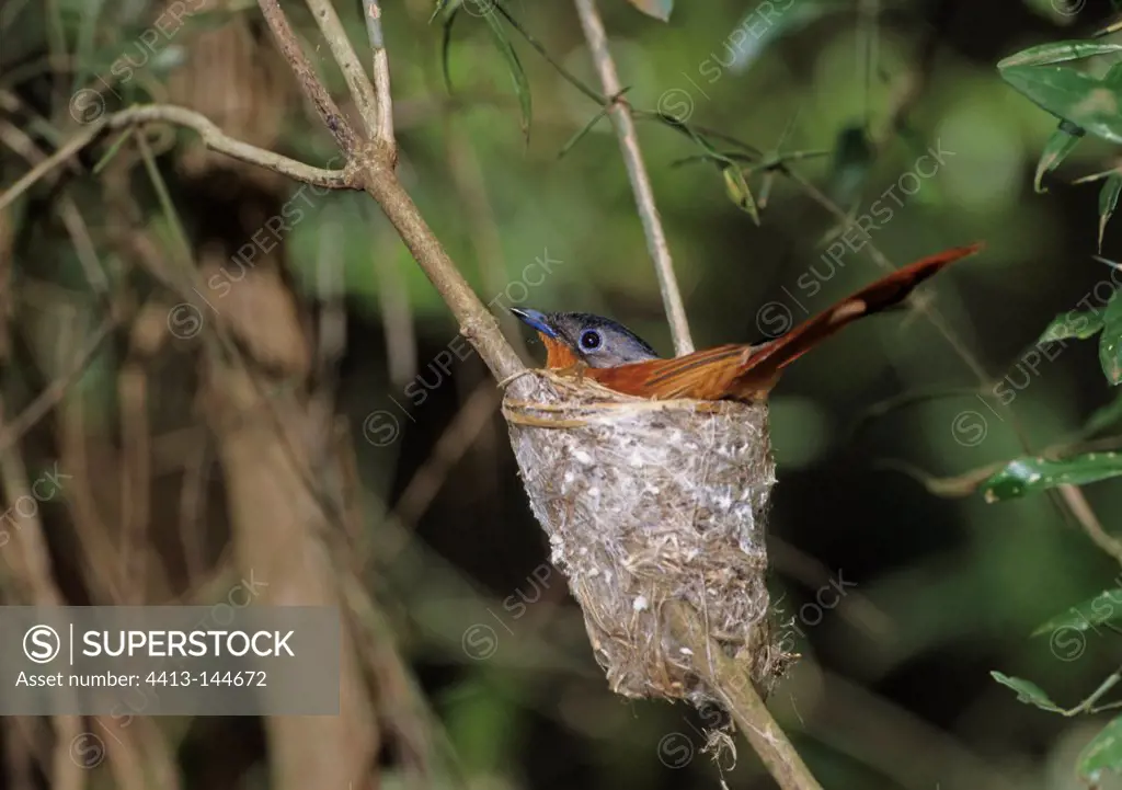 Madagascar Paradise-flycatcher female sitting on its eggs