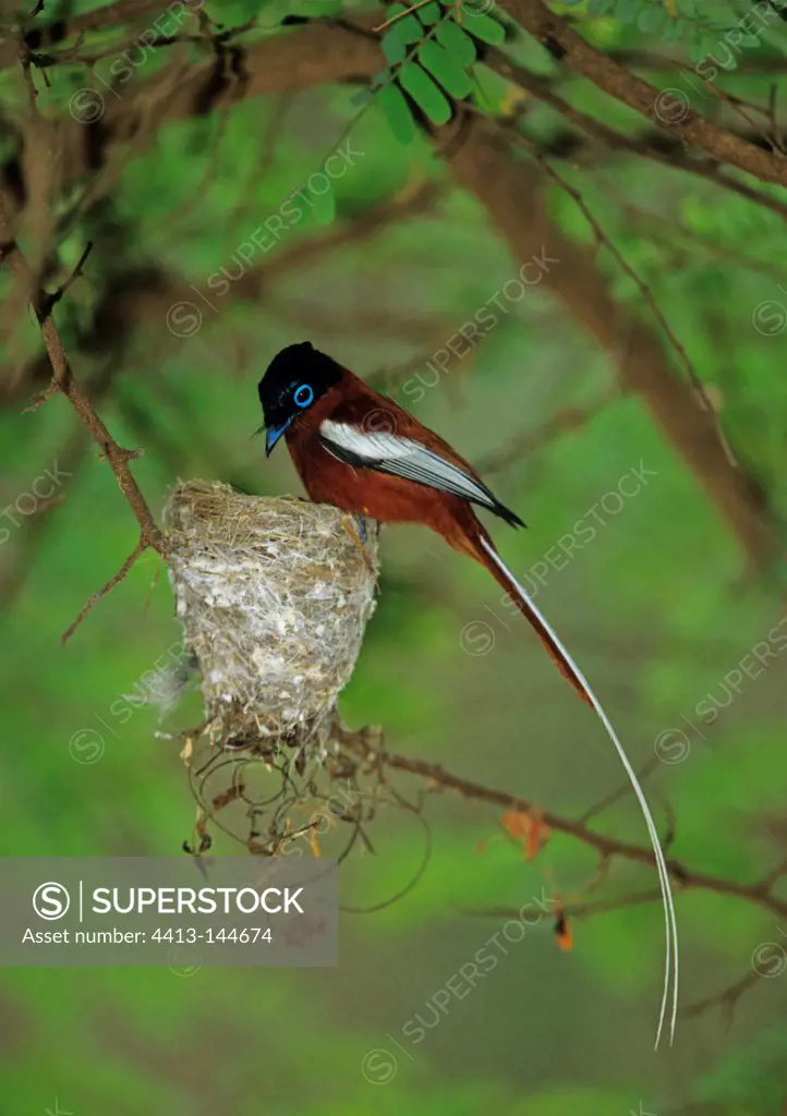 Madagascar Paradise-flycatcher male inspecting the nest