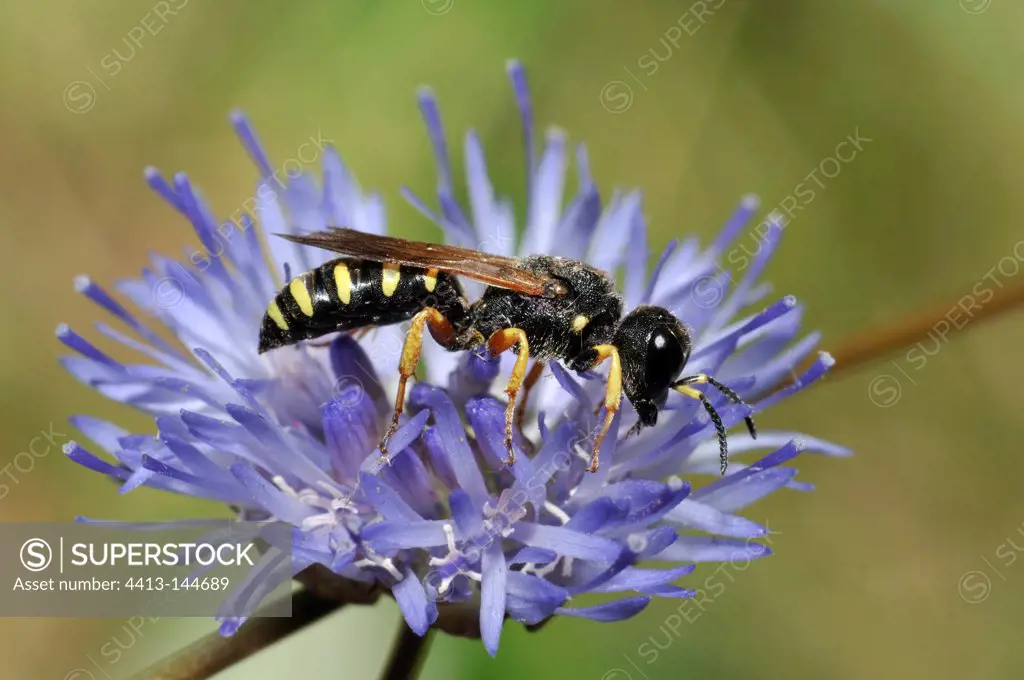 Wasp on a flower in the Vosges du Nord NRP France