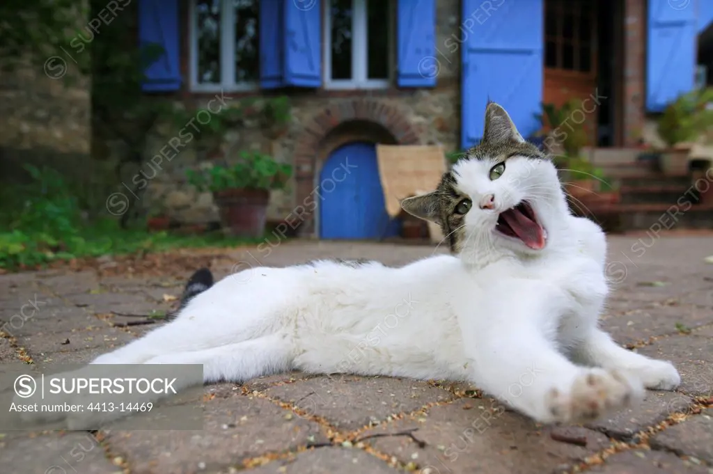 Alley Cat yawning in front of its house France