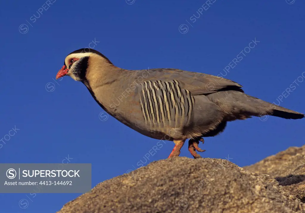 Arabian Partridge walking on rocks Saudi Arabia