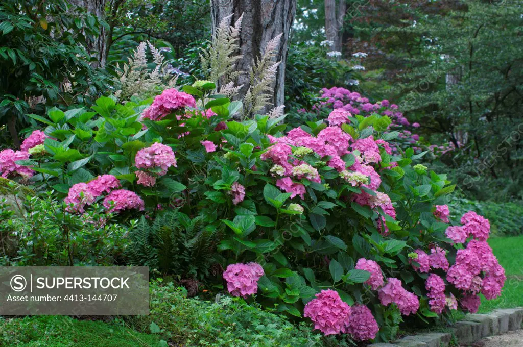 Hydrangea 'Prima' in bloom in a garden