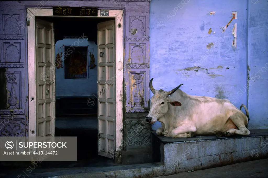 Cow lying down in front of a house in Udaïpur India