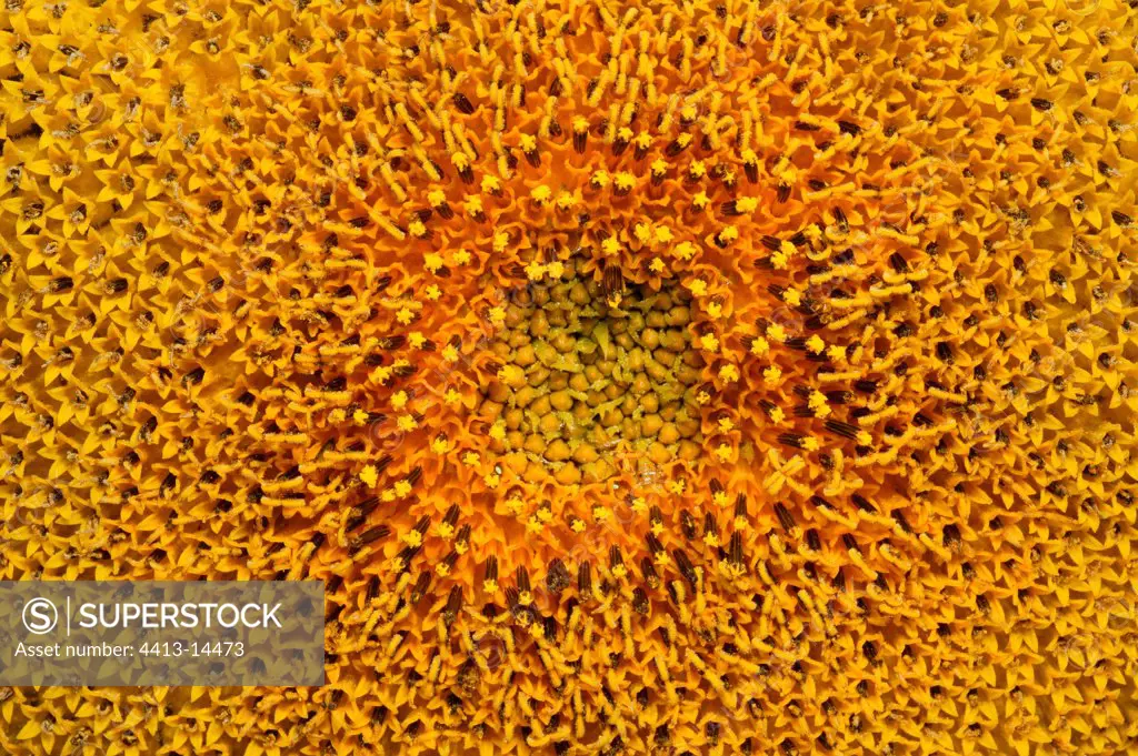 Sunflower close up Bourgogne France