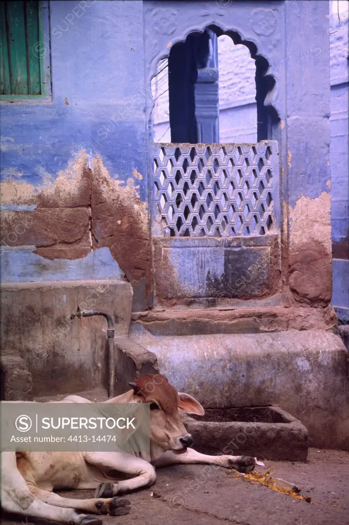 Cow lying down in front of a house in Jodhpur India