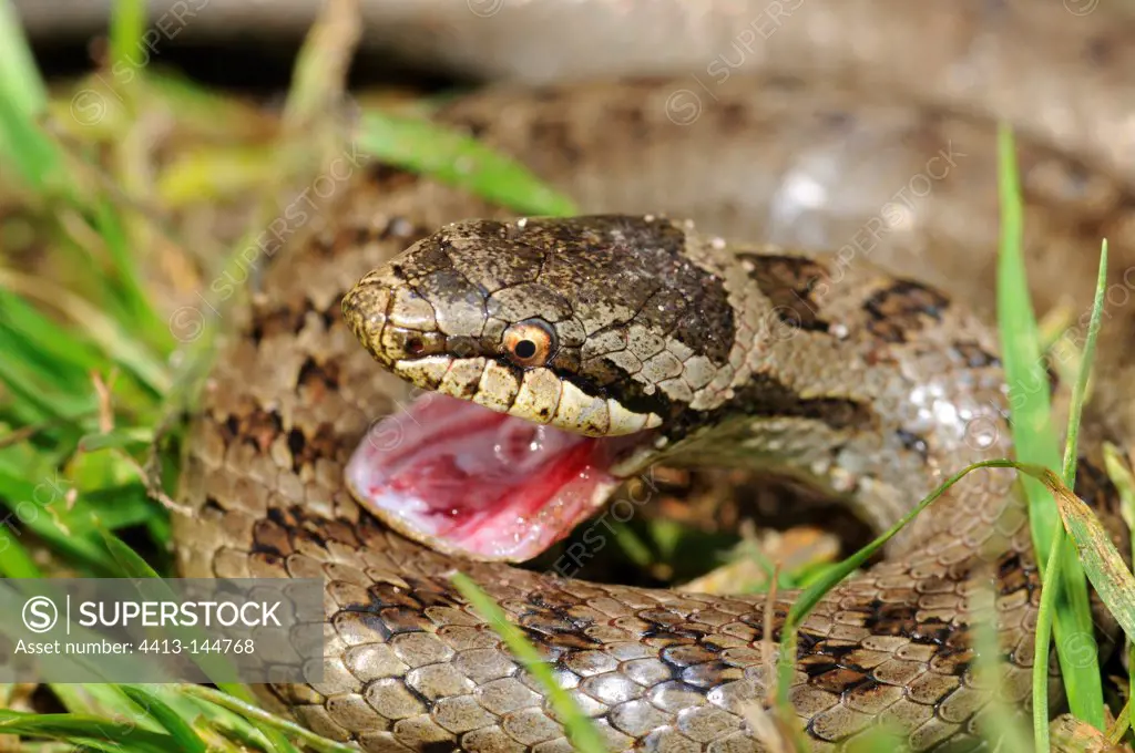 Smooth snake's mouth open