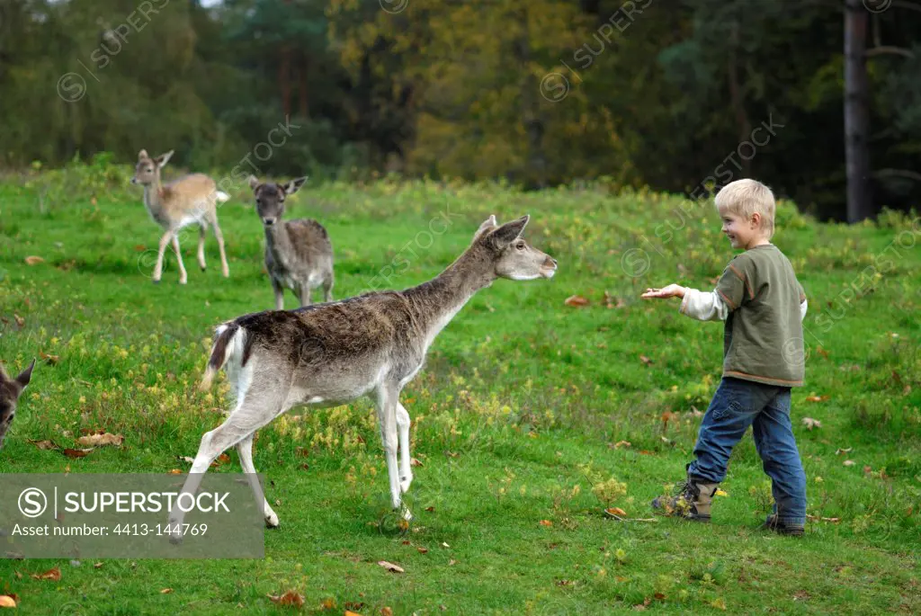 Child drawing a Fallow Deer with corn Germany