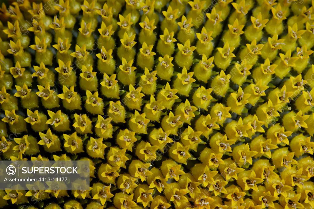 Sunflower close up Bourgogne France