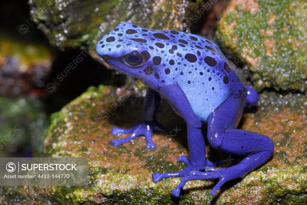 Dyeing Poison Frog at Surinam
