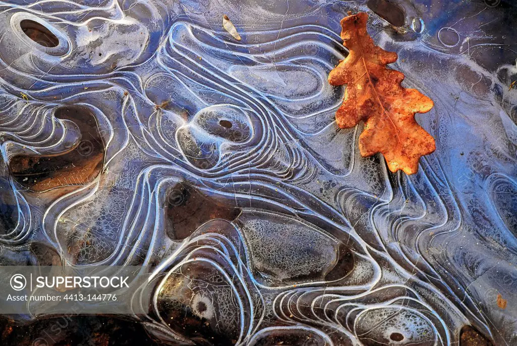 Oak Leaf on a frozen puddle France