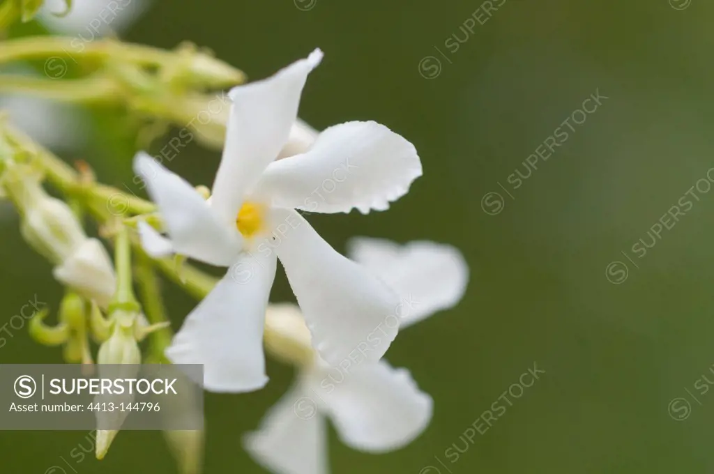 Confederate jasmine in bloom in a garden