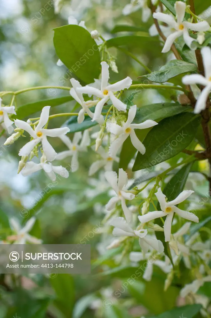 Confederate jasmine in bloom in a garden