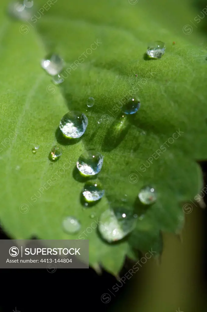Dew on a leaf in a garden