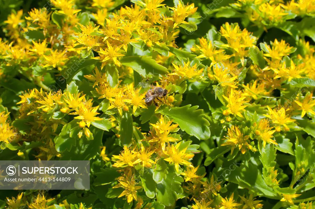 Bee gathering nectar on a flower of stonecrop in a garden