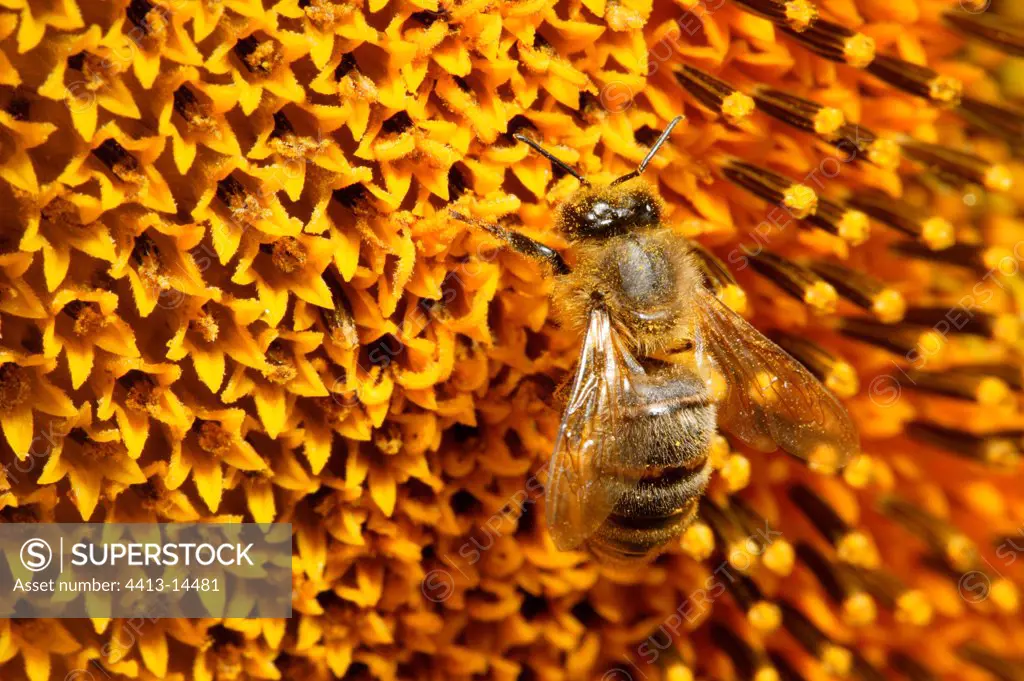 Honey Bee on flower of Sunflower Burgundy France