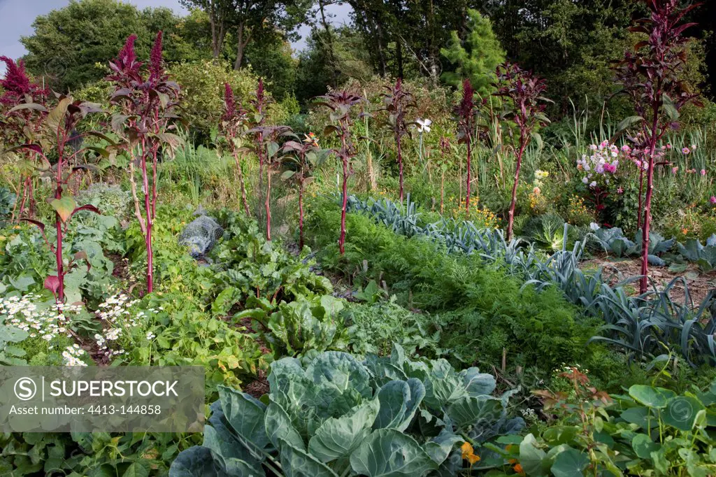 Vegetables in a flowered organic kitchen garden