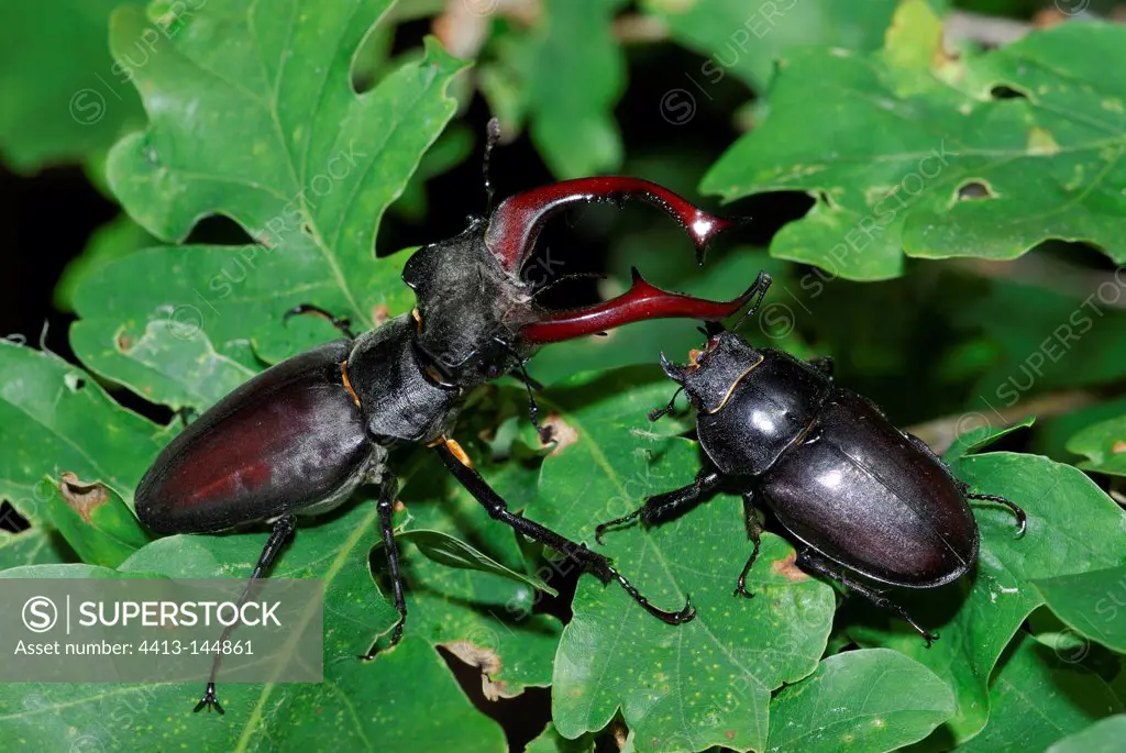 Couple of Greater Stag Beetles Vosges du Nord NRP