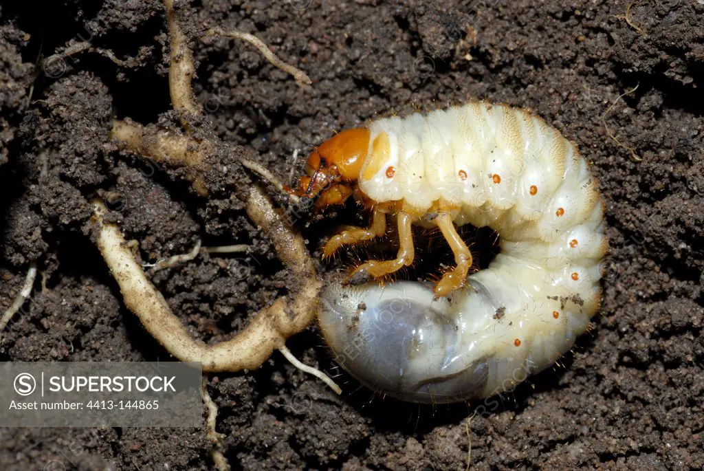 Larva of Common cockchafer munching a root France