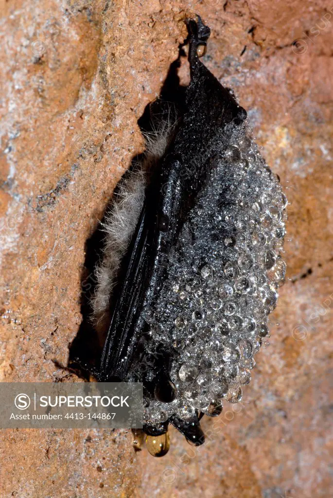 Whiskered Myotis hibernating PNR des Vosges du Nord France