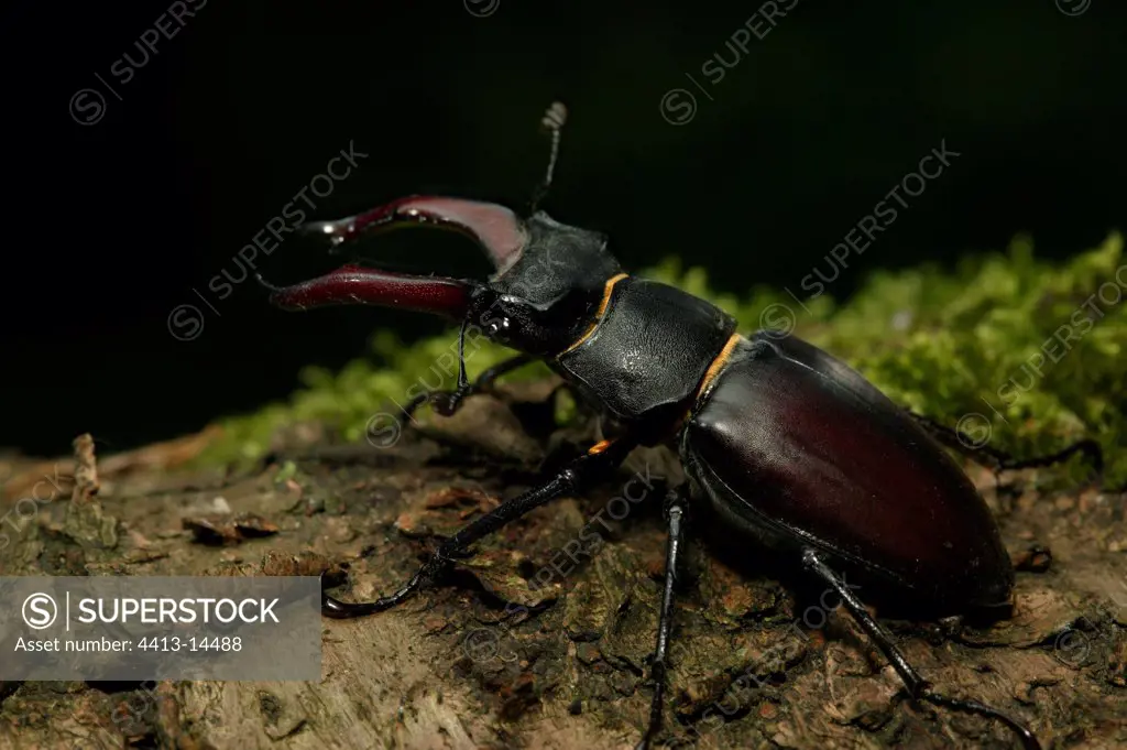 Stag beetle male Burgundy France