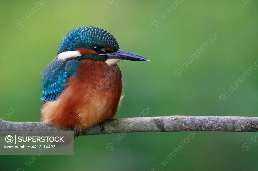 Common Kingfisher France