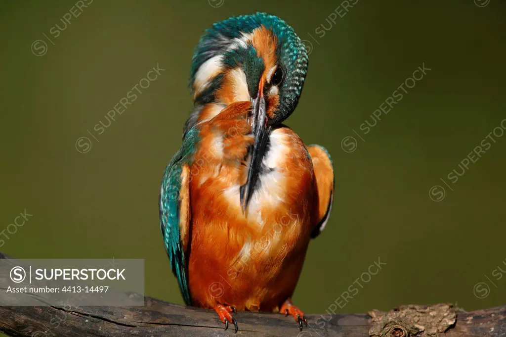 Common Kingfisher having a wash France