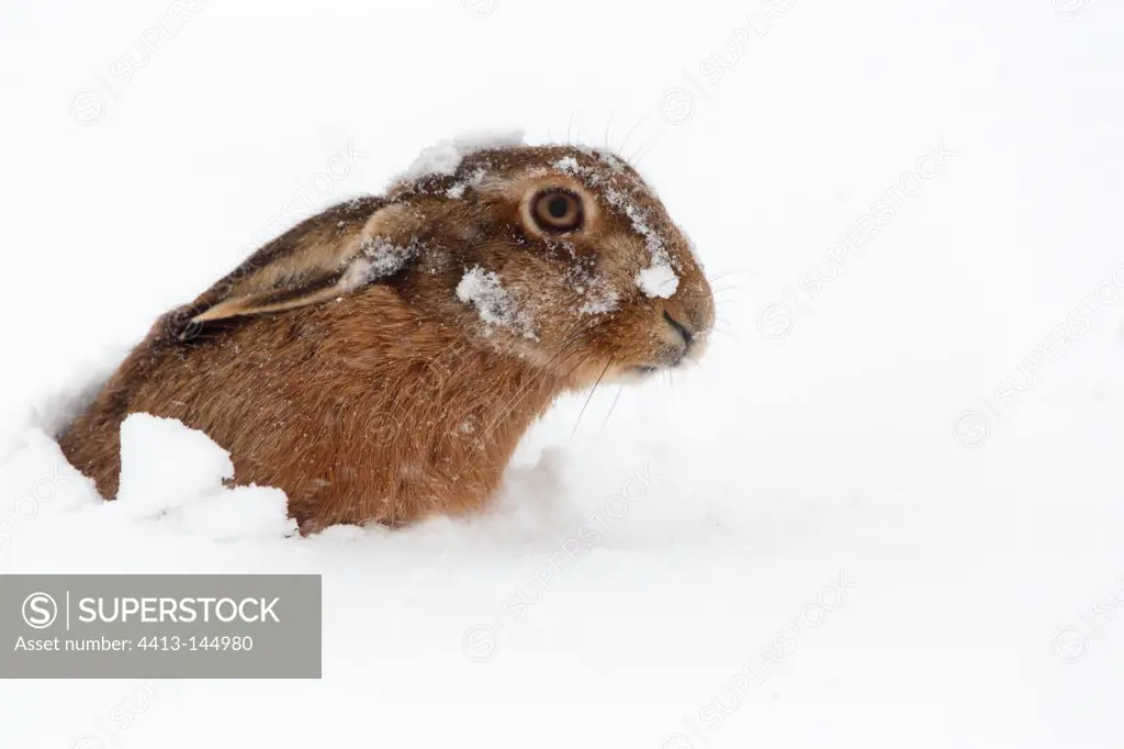 Brown hare laying under the snow in winter GB