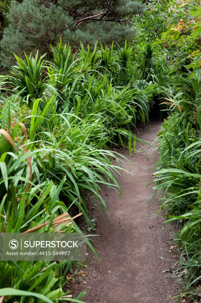 Path with crocosmias in an organic garden