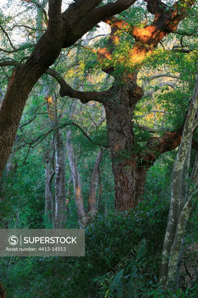 Tamarin tree berenty Madagascar