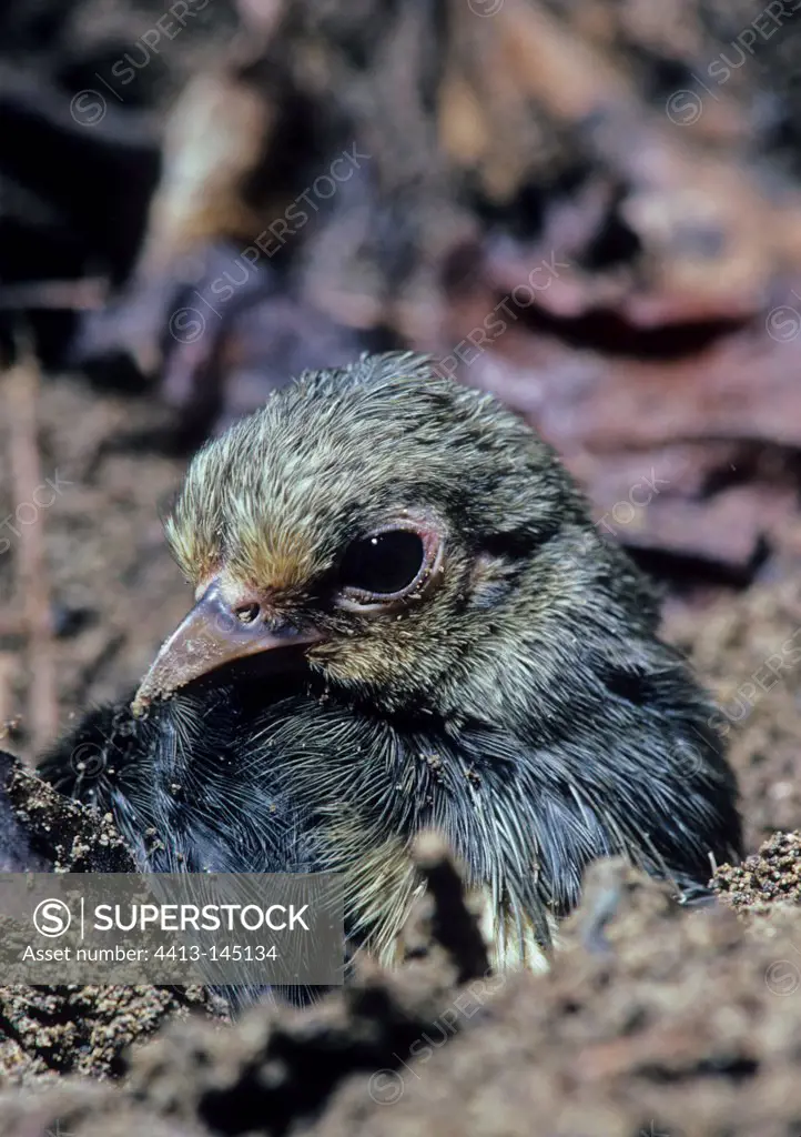 Maleo chick leaving soil to outbreak in Sulawesi island