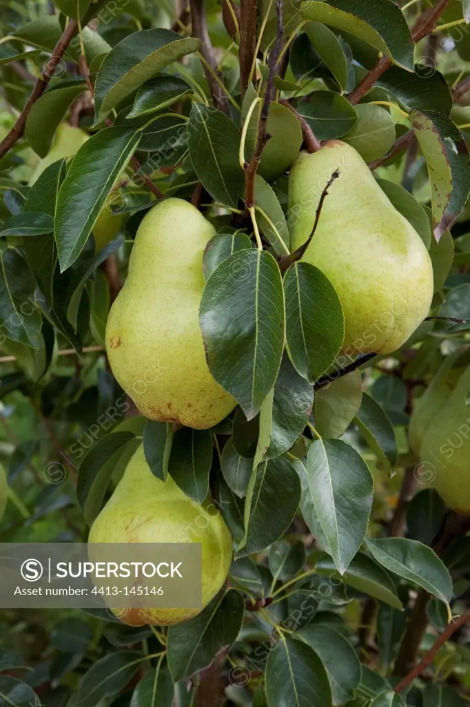 Pear tree 'William' in fruit in a garden