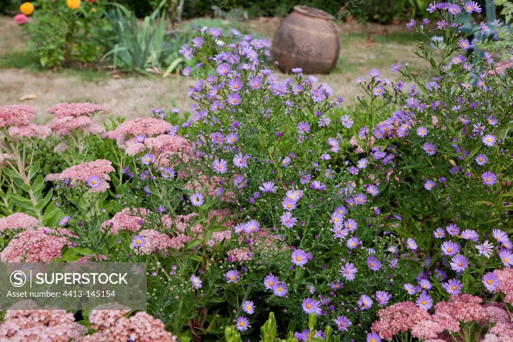Asters and stonecrops in bloom in a garden
