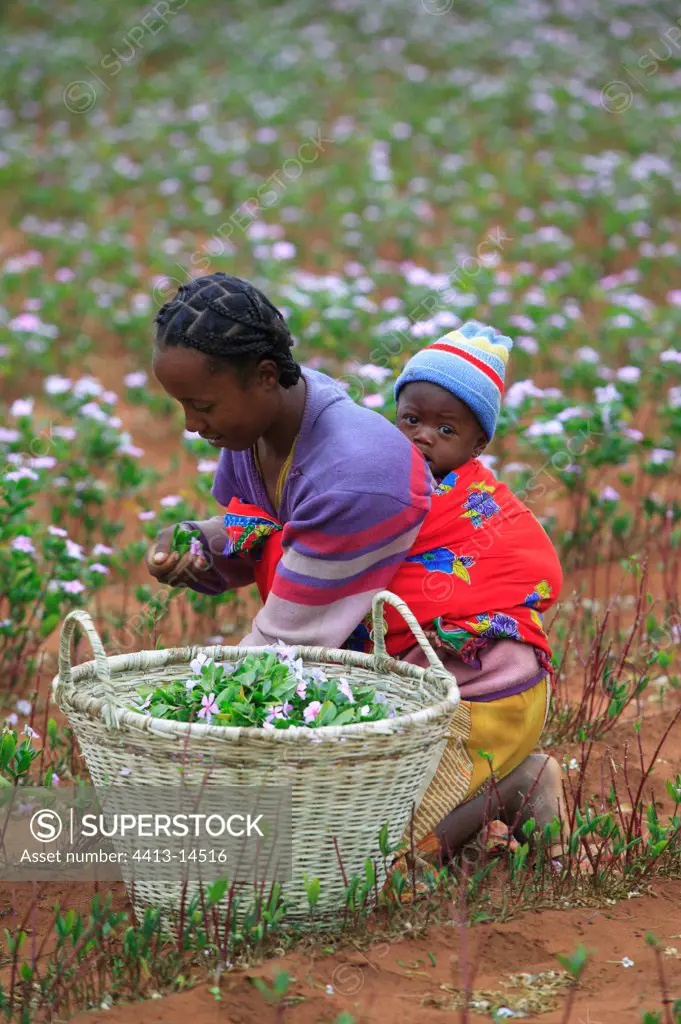 Harvesting Periwinkle Berenty Madagascar