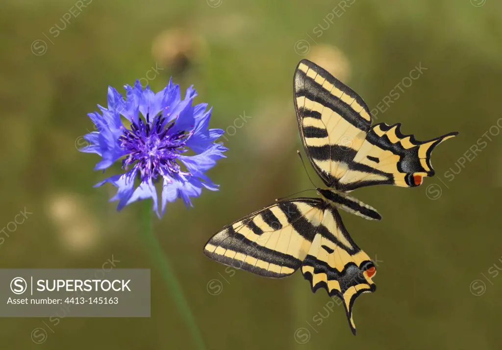 Sourthern swallowtail flying to a flower Ardeche France