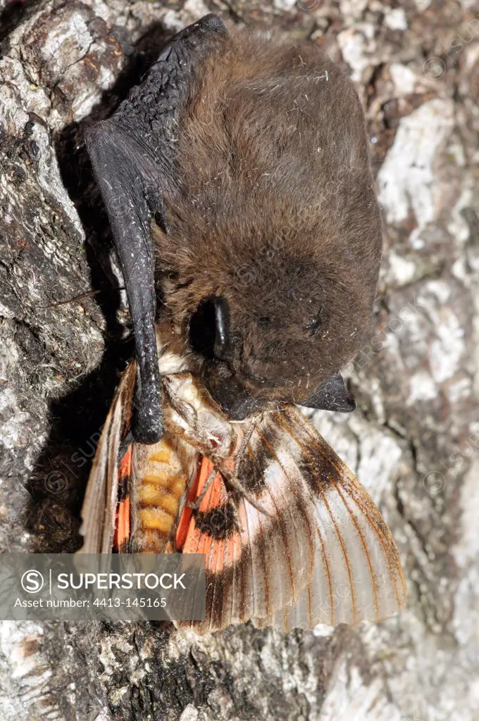 Kuhl's Pipistrelle eating a moth France