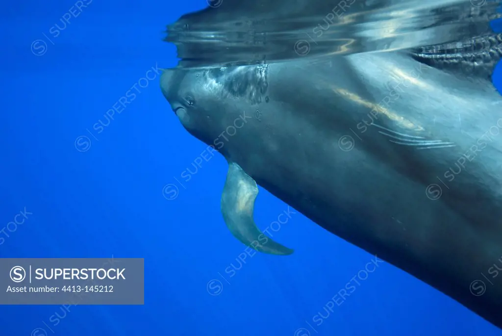 Close up of a male Short-finned Pilot Whale Canary islands