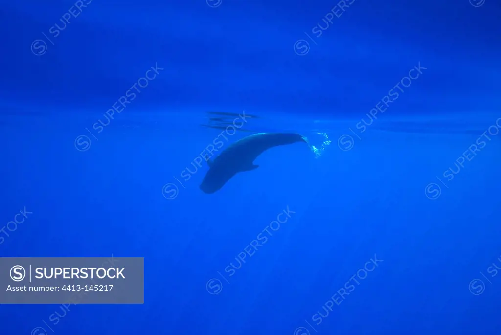 A baby Short-finned Pilot Whale turning somersaults Canary