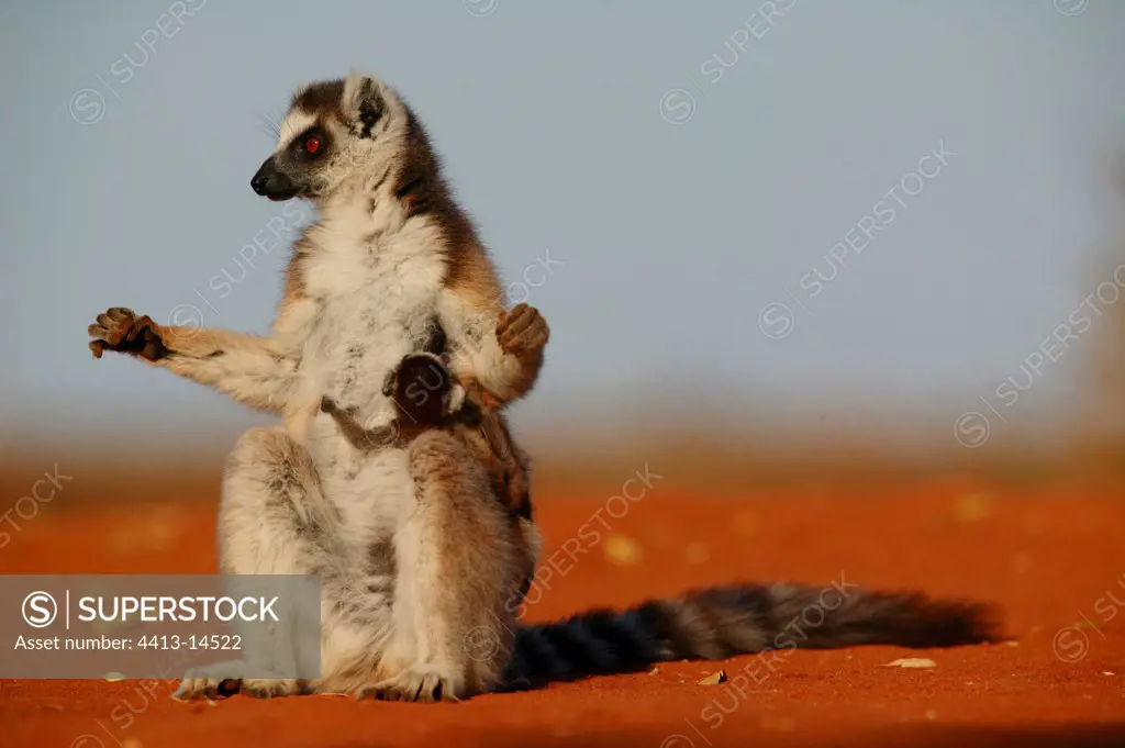 Ringed-tailed Lemur female warming herself Berenty reserve