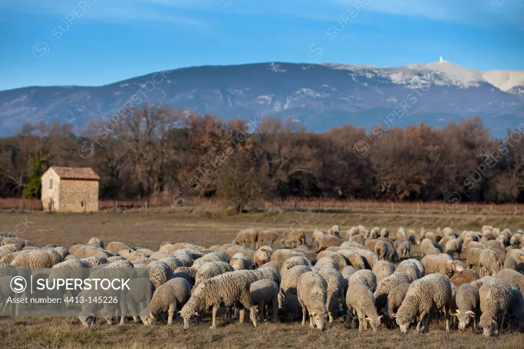 Sheep 'Merino d'Arles' and Mont Ventoux Provence France