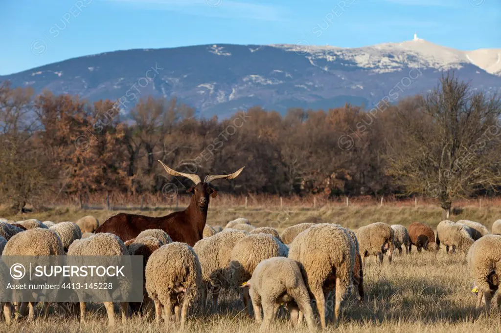 Sheep 'Merino d'Arles' and Rove Goat Provence France