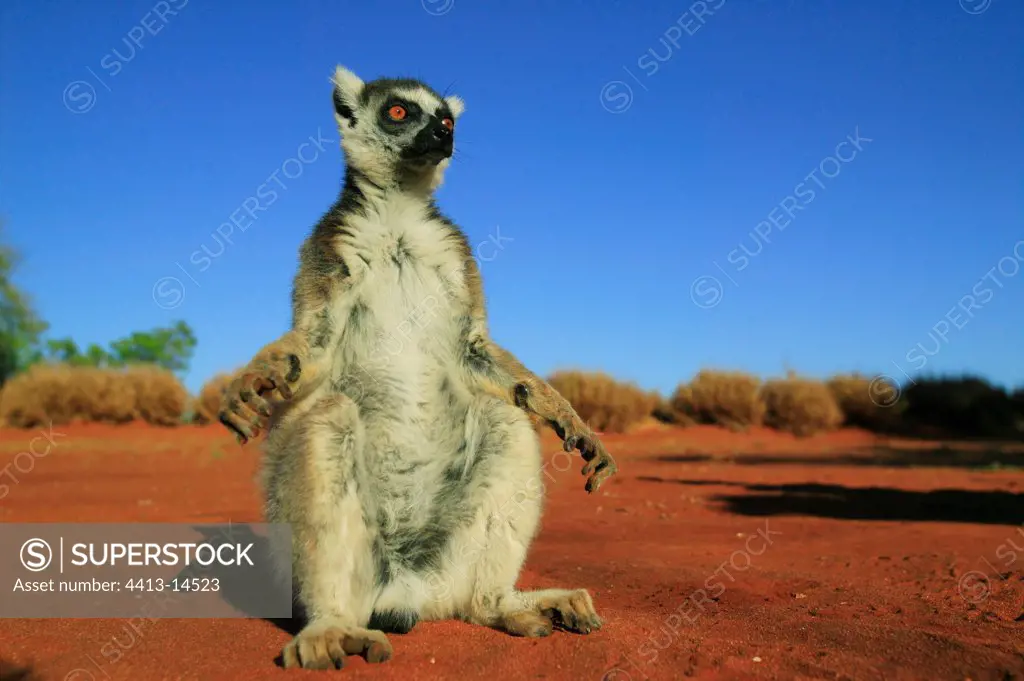 Ringed-tailed Lemur male warming hitself Berenty reserve