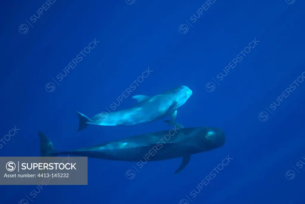 Short-finned Pilot Whale mother and her calf alongside