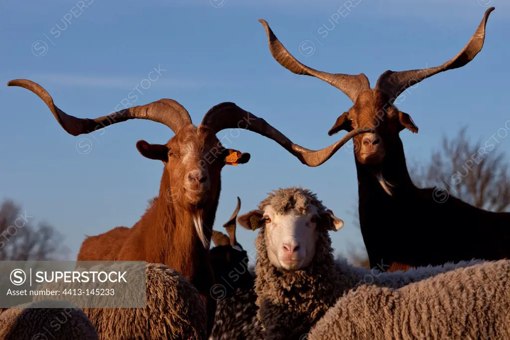 Rove Goat and Sheep 'Merino d'Arles' Provence France