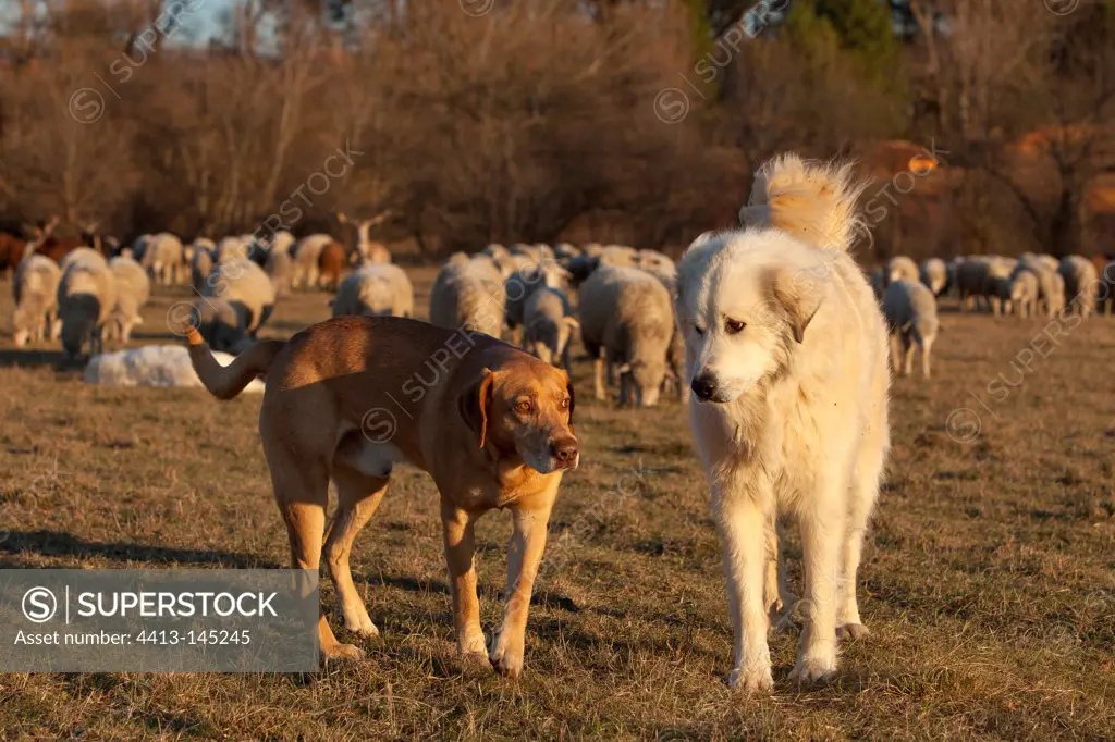 Pyrenean Mountain Dog and Mongrel Sheep 'Mérinos d'Arles'