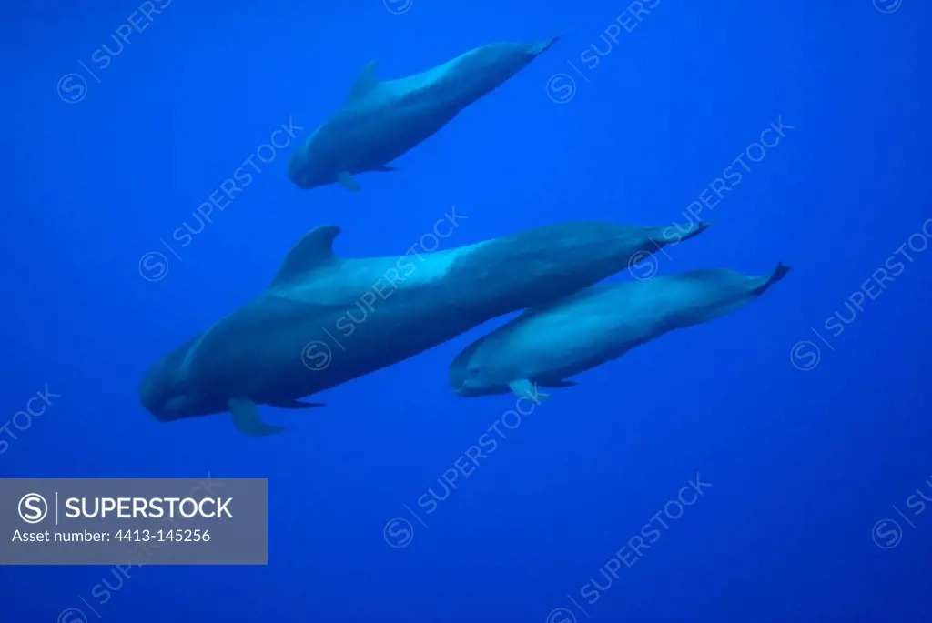 Group of Short finned pilot whales Canary Islands