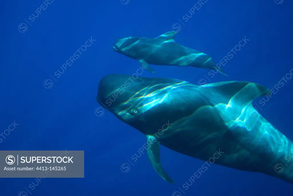 A Short-finned Pilot Whale adult and youngster Canary