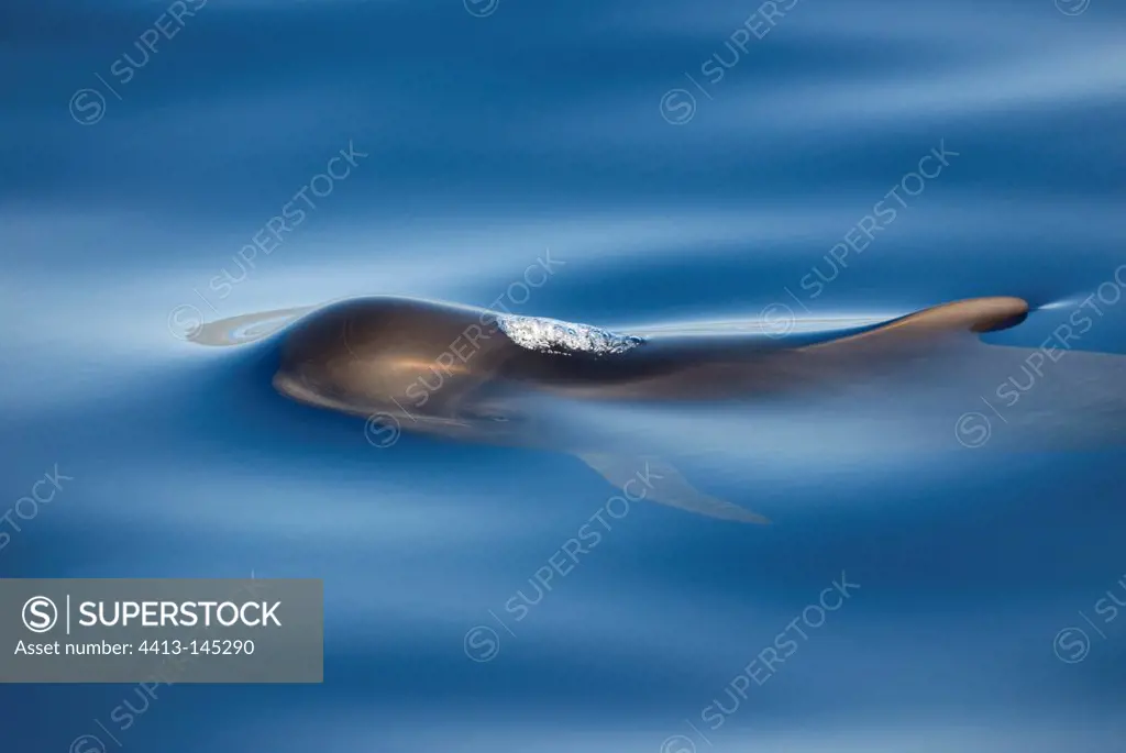 A young Short-finned Pilot Whale surfacing in a silky sea