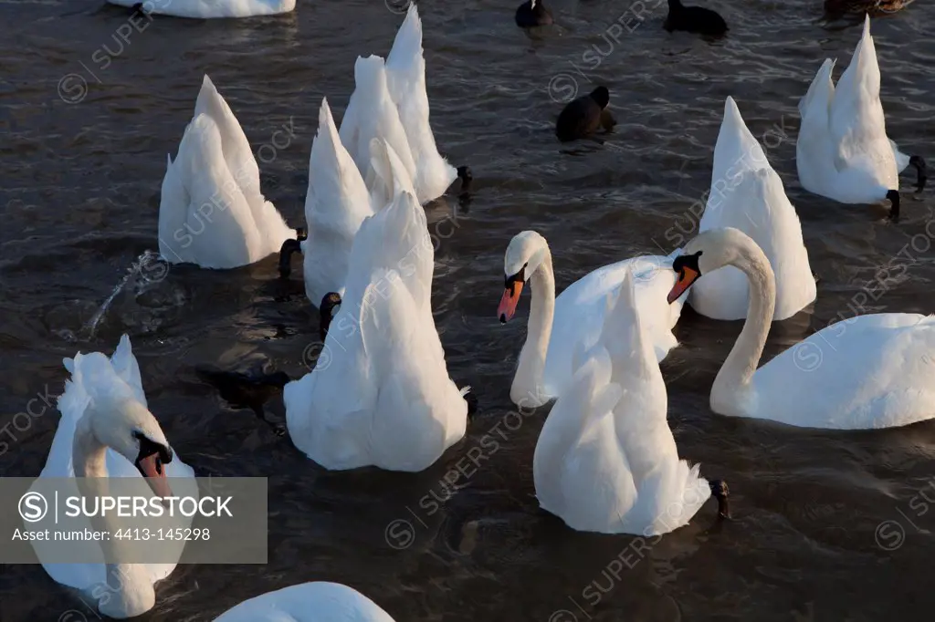 Mute swans feeding in the water Slimbridge UK